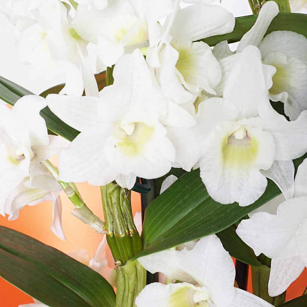 Dendrobium White Gift (Beyaz Kokulu Orkide)