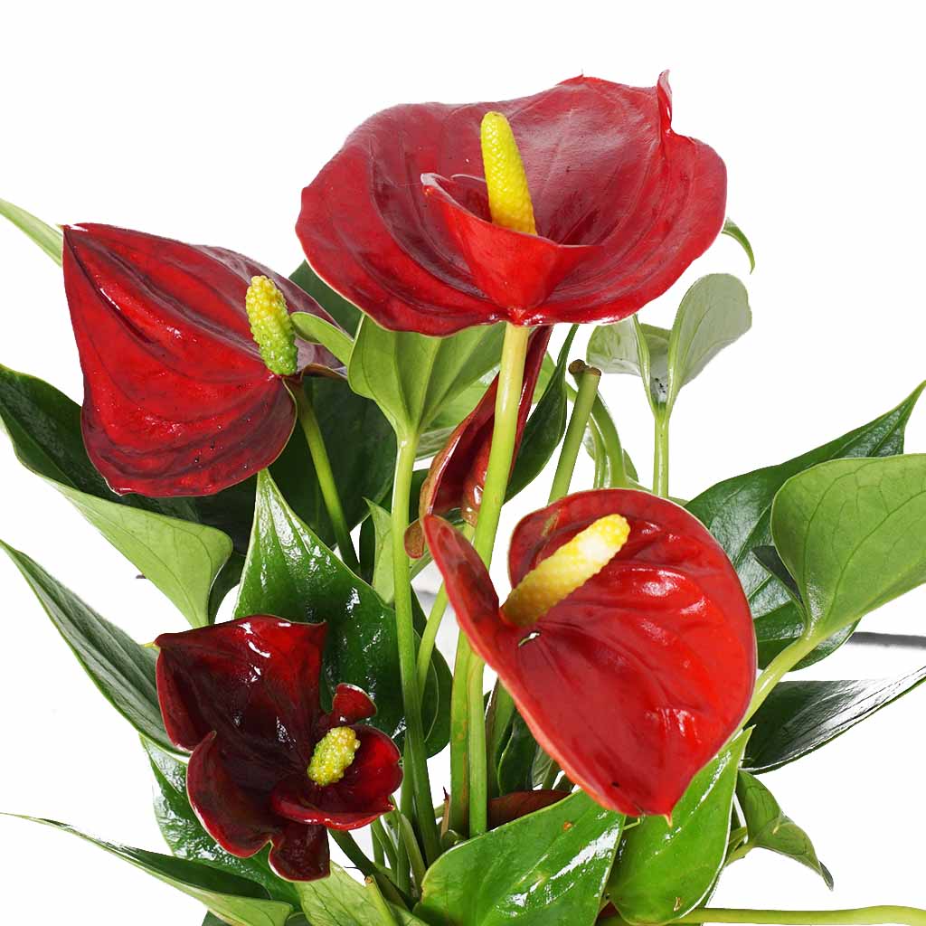 Anthirium Red Flowers Mini (Kırmızı Antoryum)