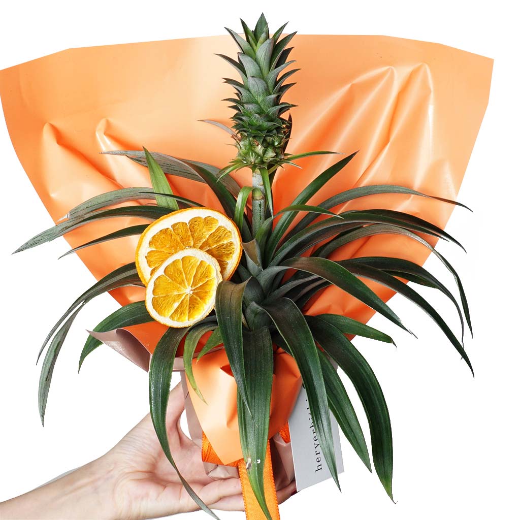 Pineapple Plant Gift (Ananas Bitkisi)