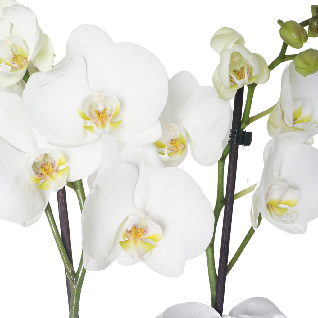 Dream White Orchid (Beyaz Güller ve Orkide Aranjmanı)