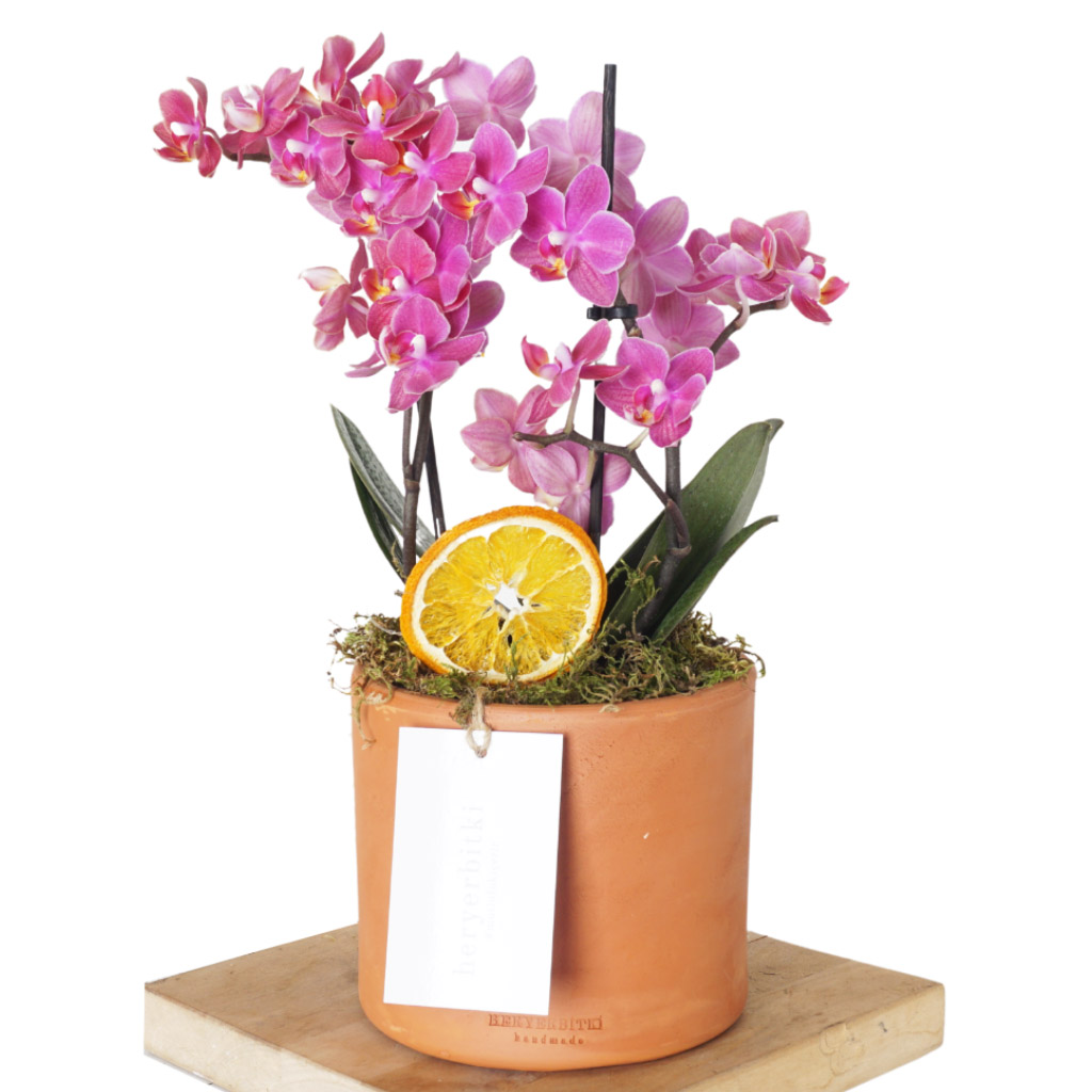 Soft Color Pink Orchid (Kokulu Orkide)