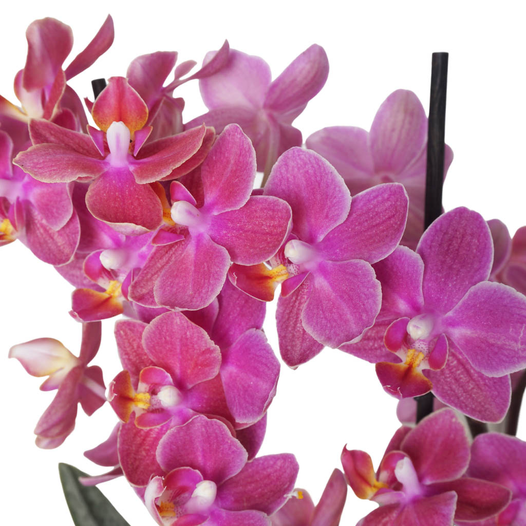 Soft Color Pink Orchid (Kokulu Orkide)