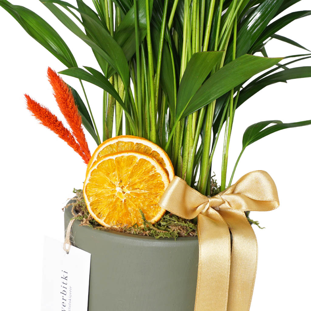 Areca Palm Gift (Hediye Areka Palmiyesi)