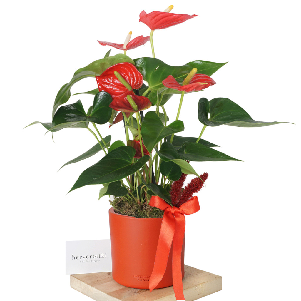 Anthirium Red Gift (Hediye Kırmızı Antoryum)