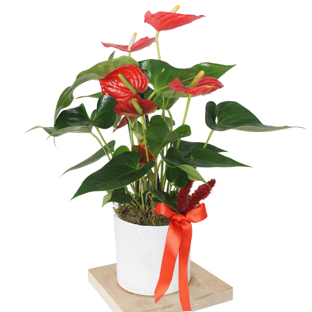 Anthirium Red Gift (Hediye Kırmızı Antoryum)