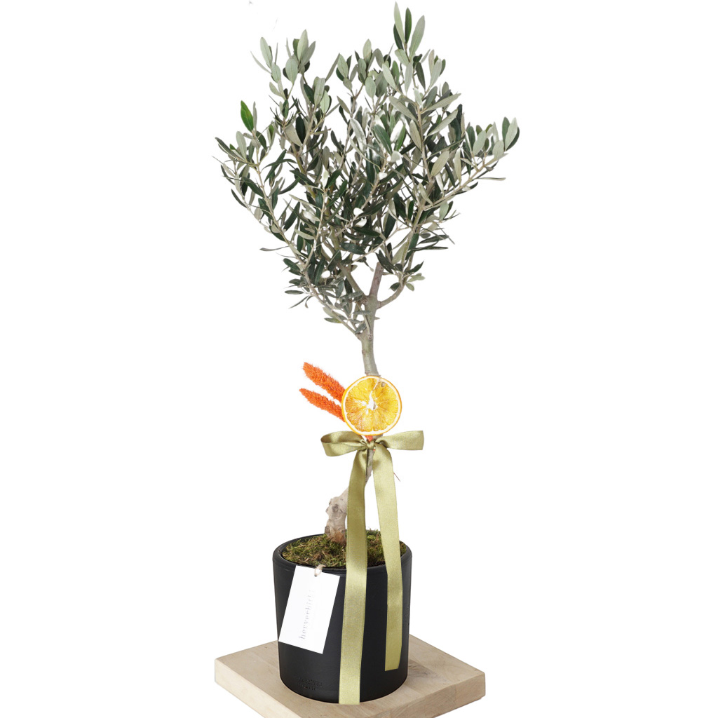 Olive Tree Gift (Hediye Zeytin Ağacı)