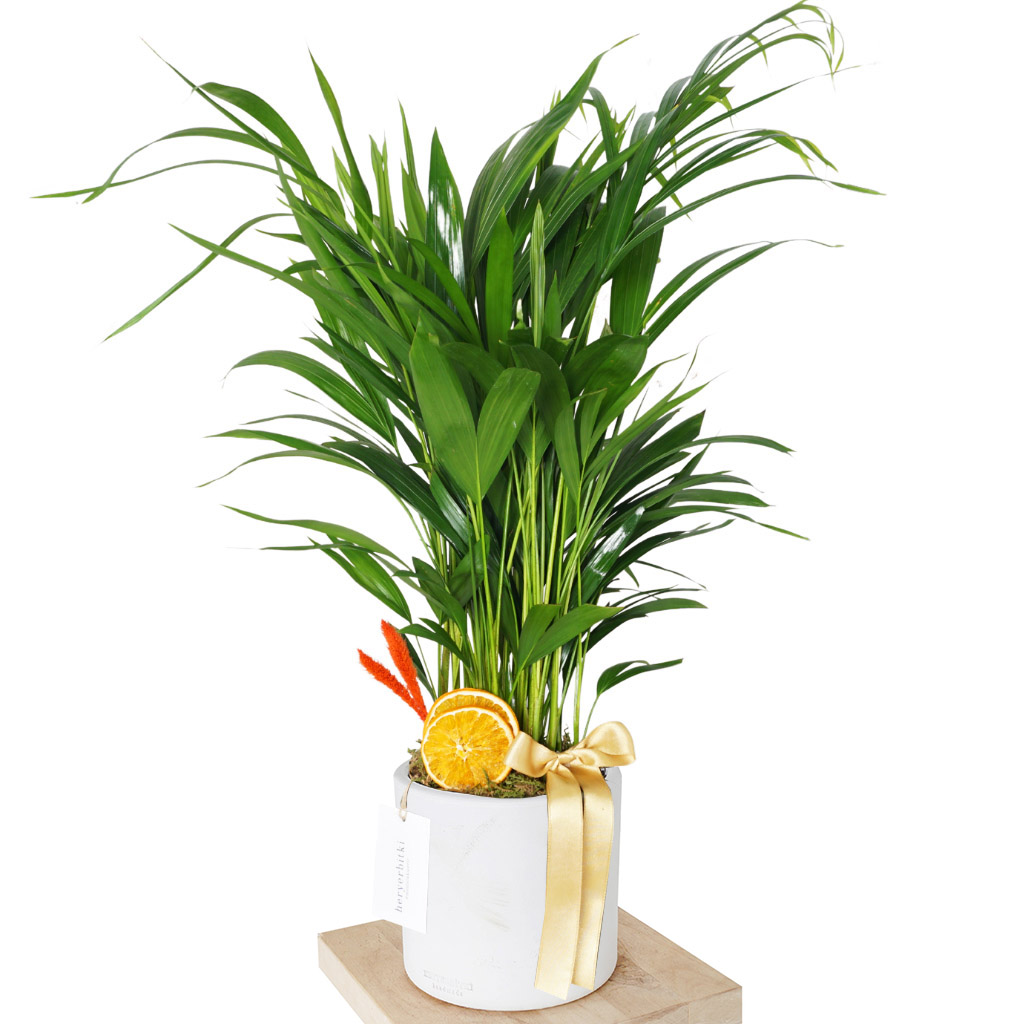 Areca Palm Gift (Hediye Areka Palmiyesi)