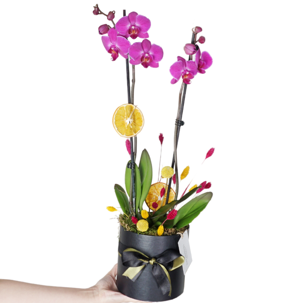 Passion Fruit Orchid (Tasarım Mor Orkide)