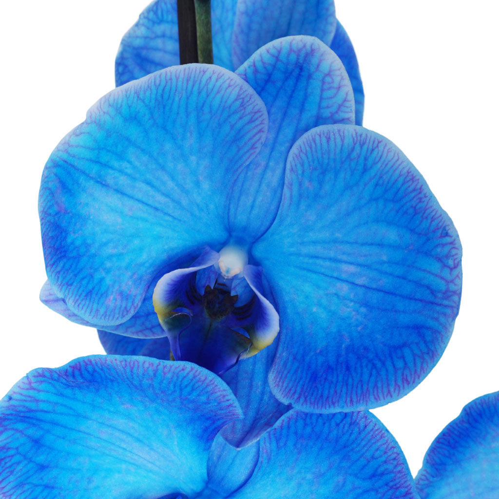Wonder Blue (Mavi Orkide)