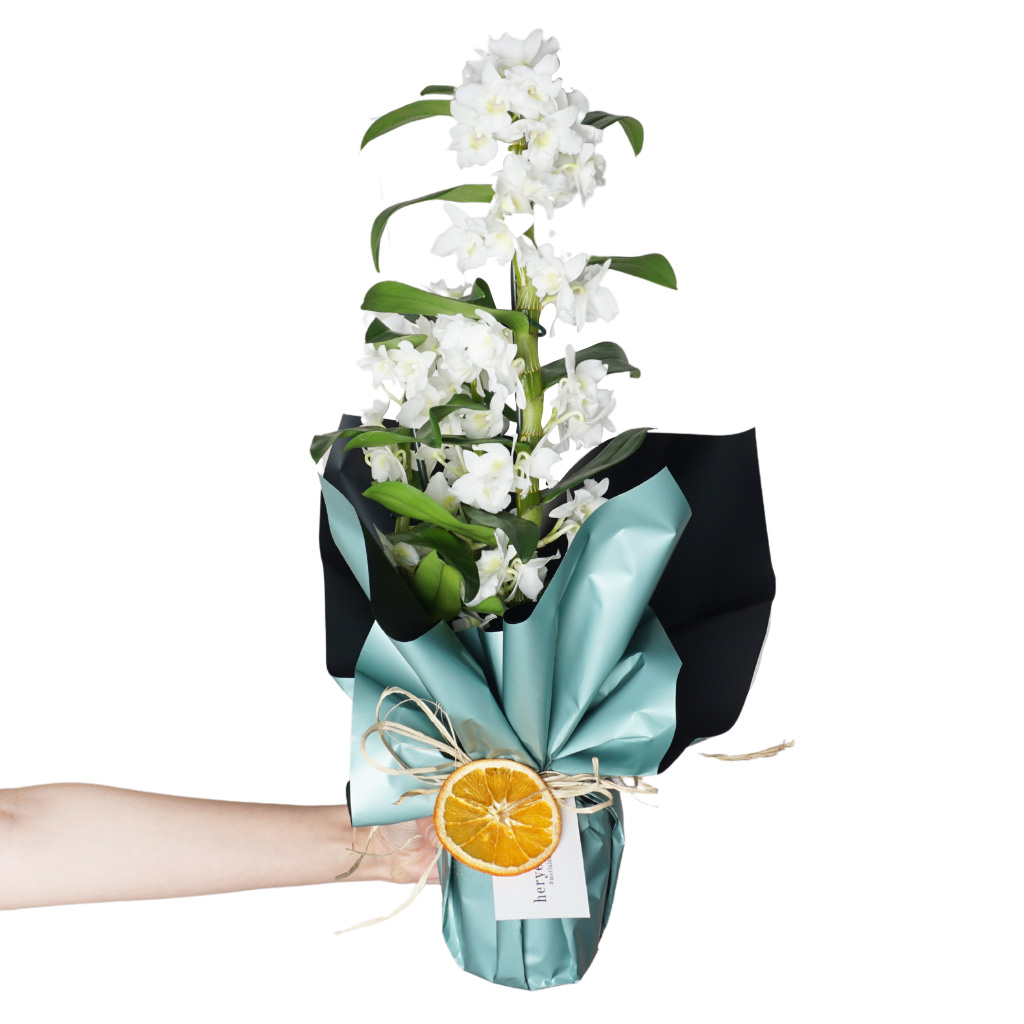 Dendrobium White Gift (Beyaz Kokulu Orkide)