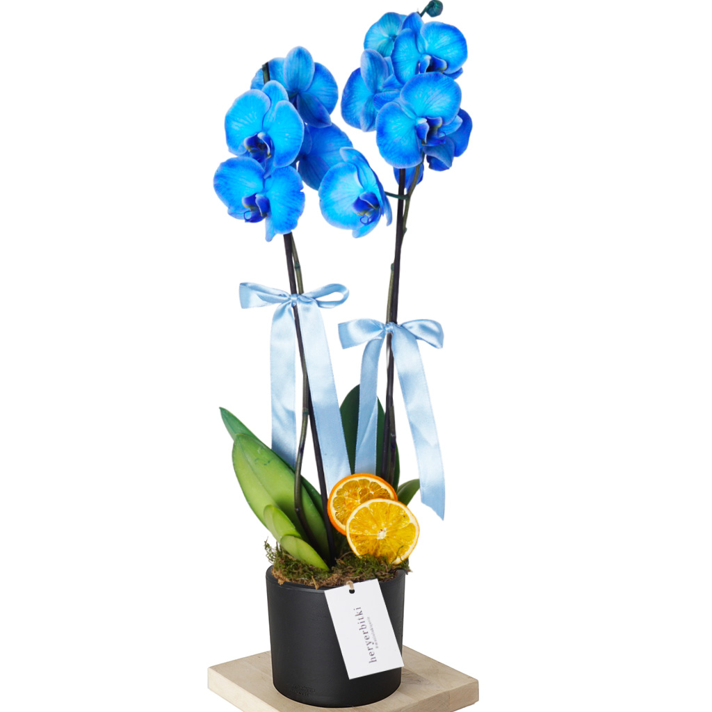Wonder Blue (Mavi Orkide)