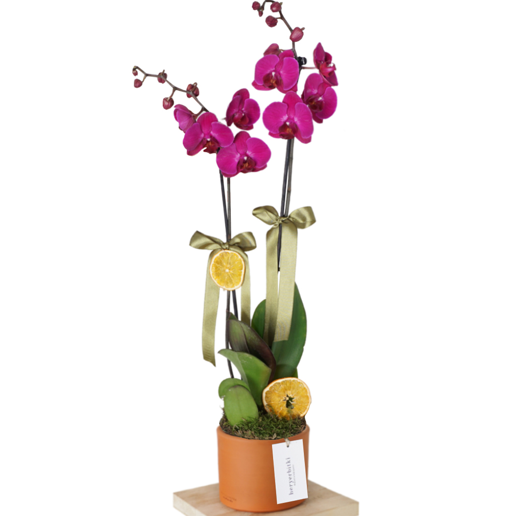 Purple Orchid Design (Mor Orkide Aranjmanı)