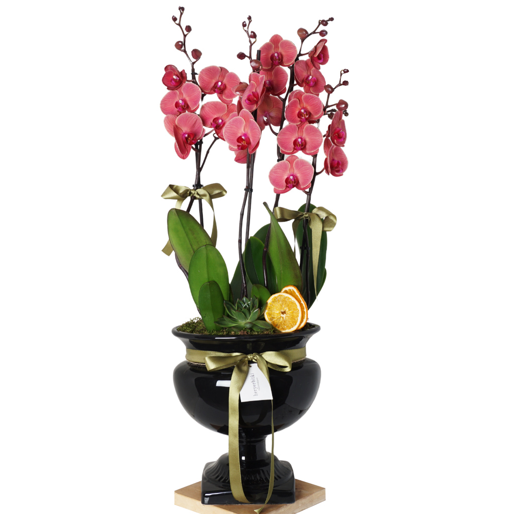 Grande Orchid Gift (Ateş Orkide Aranjmanı)