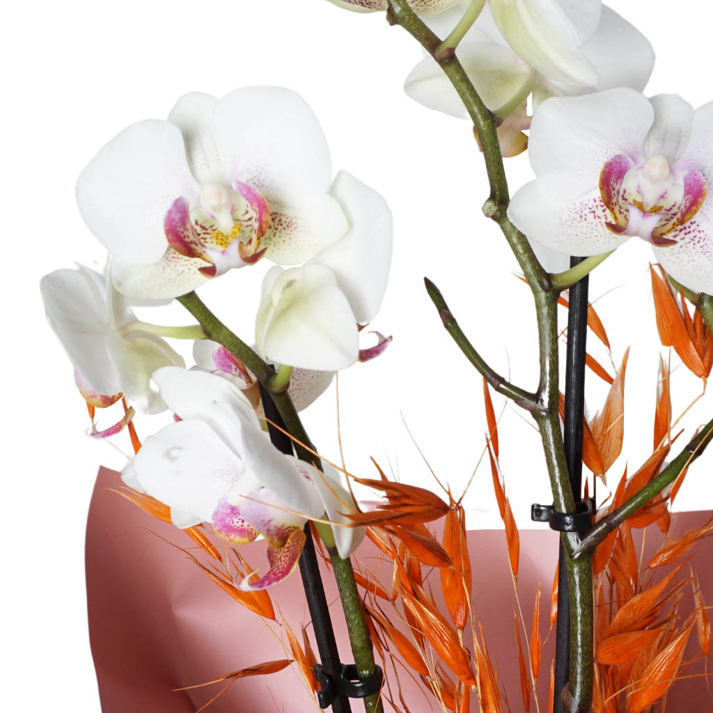 Orange Love Orchid (3 Dallı Beyaz Orkide)