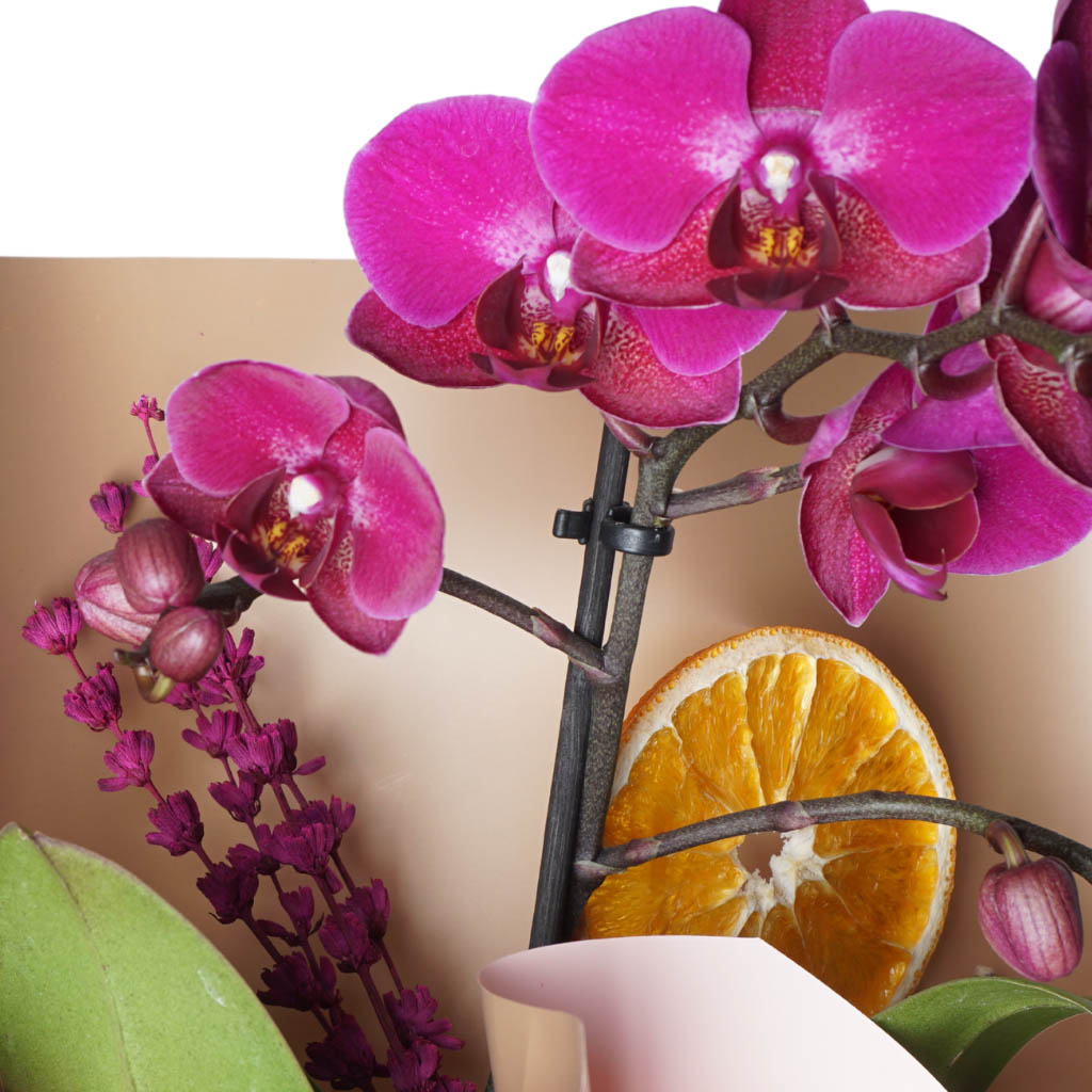 Violet Orchid (Mor Orkide)