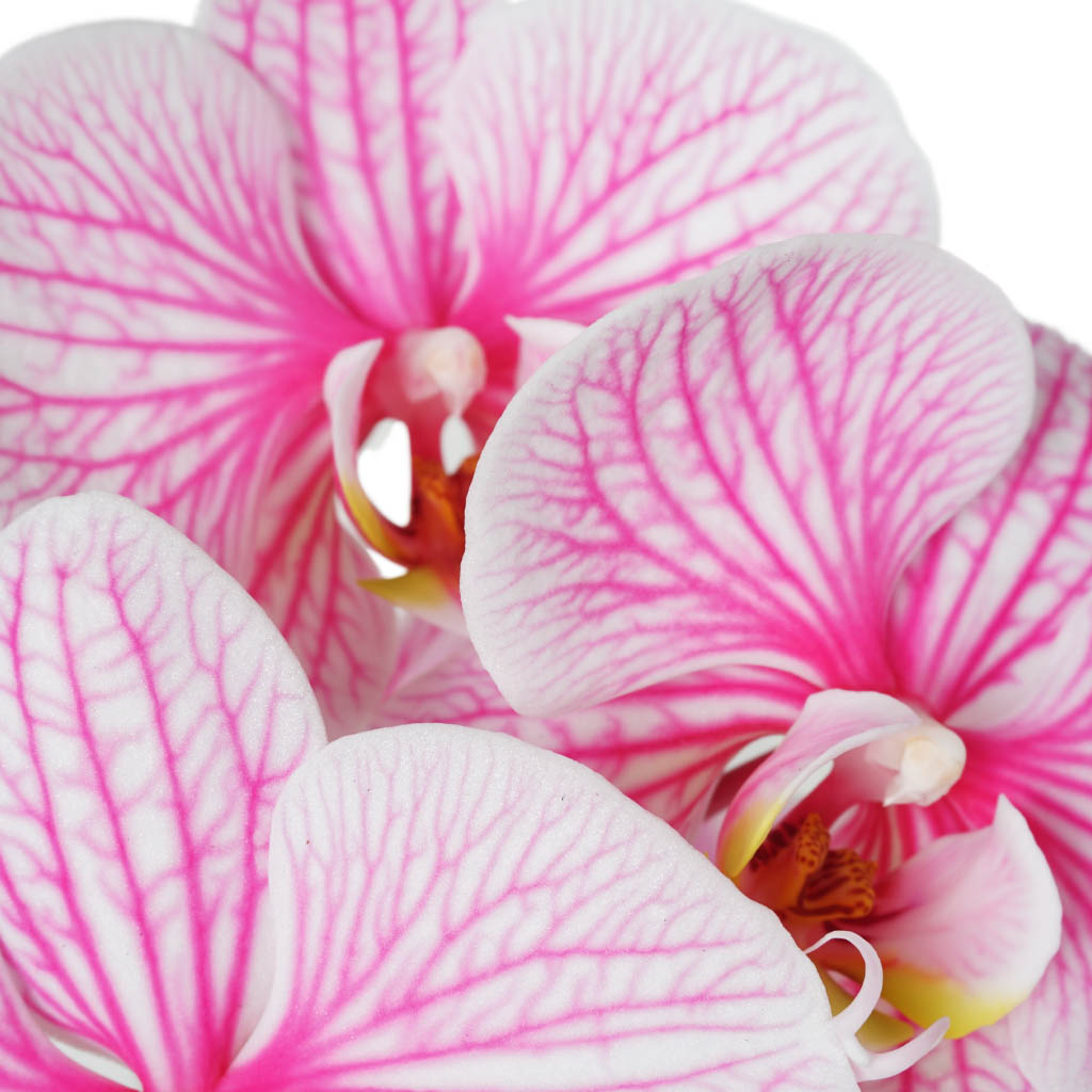 Pink Cascade (Çember Orkide)