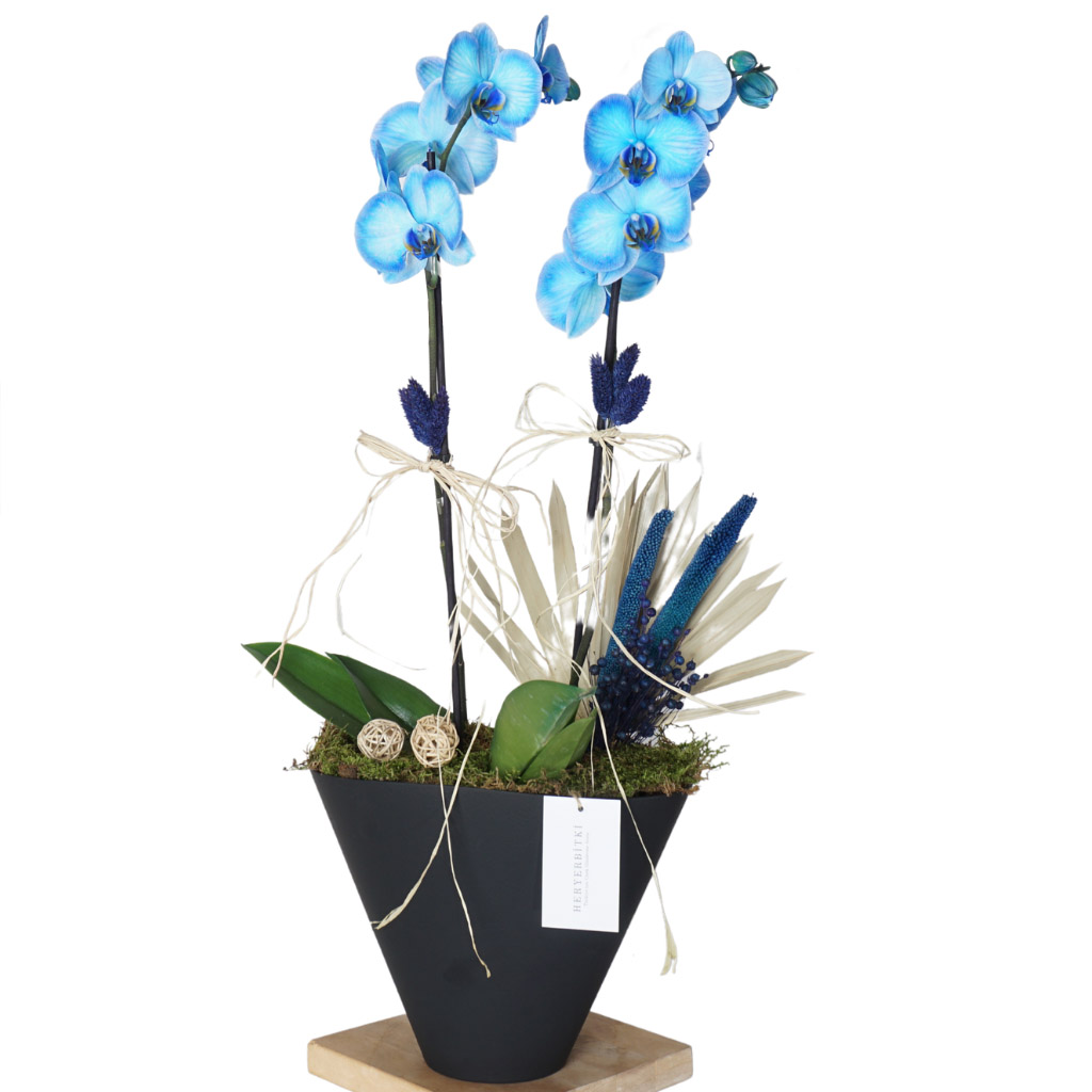 cam vazoda mavi orkide