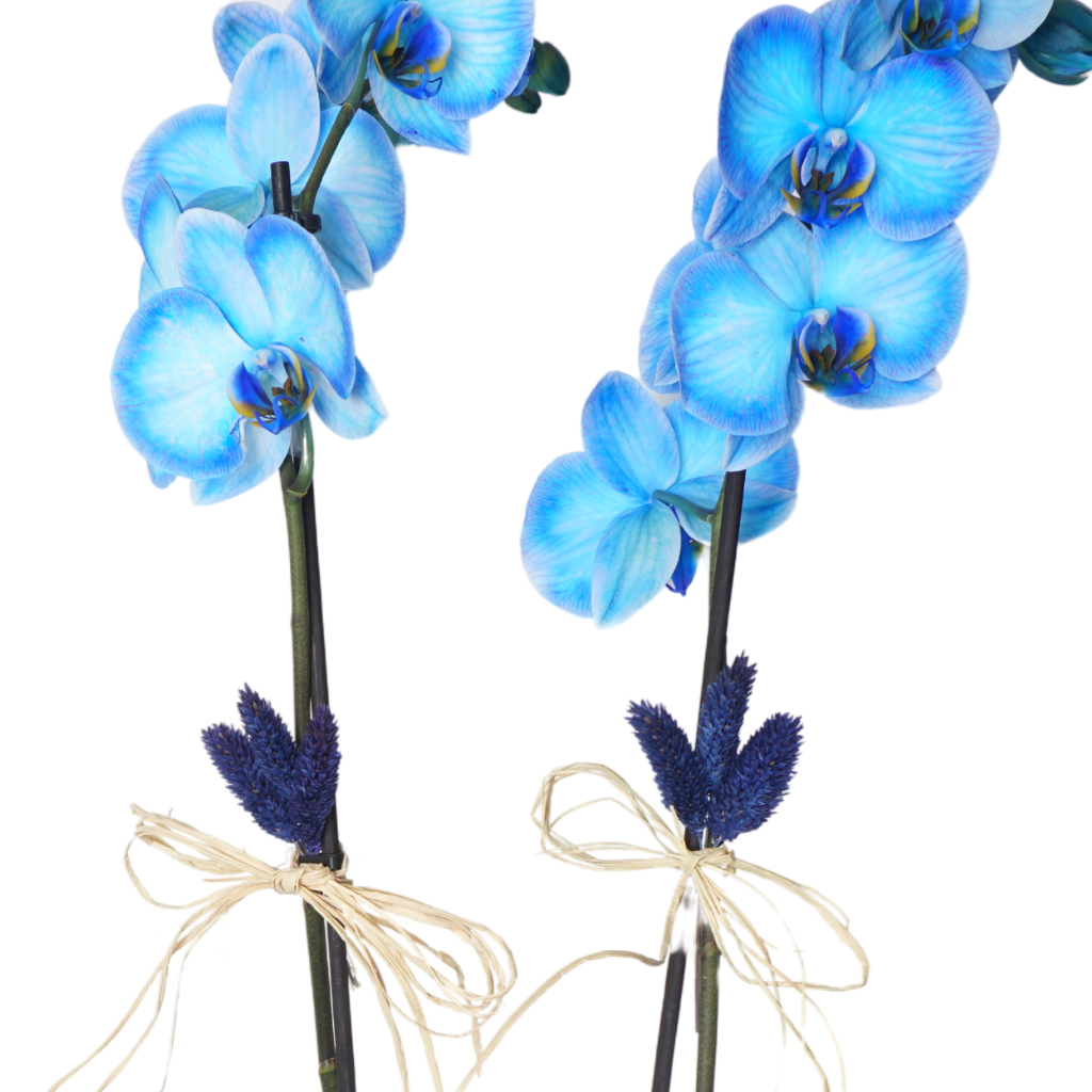 Sapphire Orchid (Cam Vazoda Mavi Orkide)