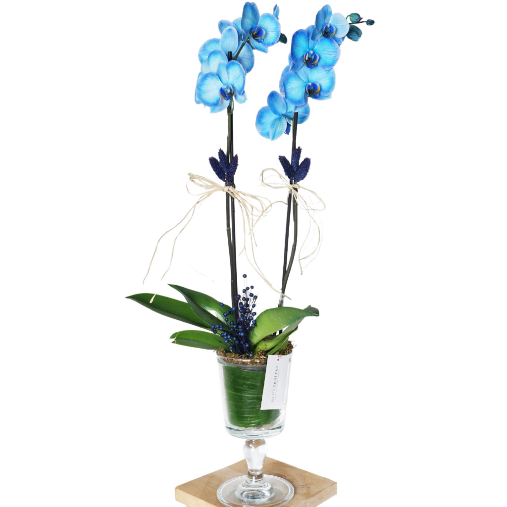 Sapphire Orchid (Cam Vazoda Mavi Orkide)