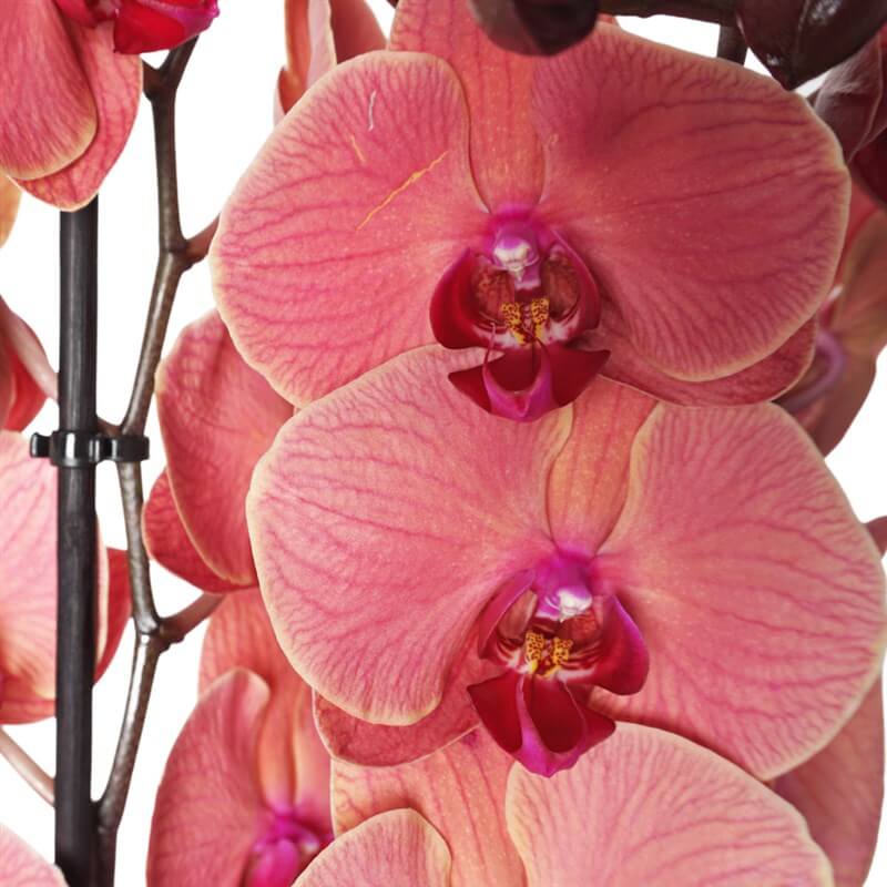 Deluxe Coral Orchid (Cam Vazoda Ateş Orkide Tasarımı)