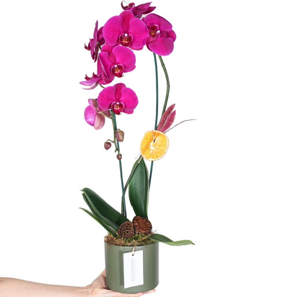 elde tutulan çember mor orkide