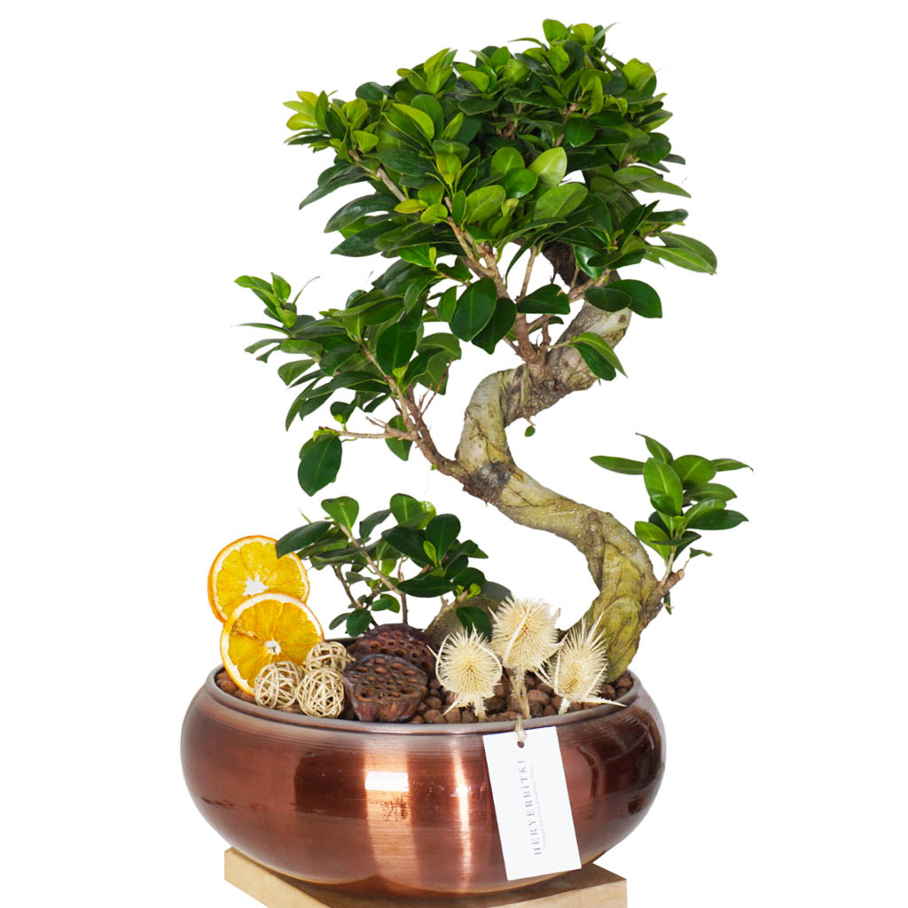 bakır saksıda tasarım bonsai aranjmanı