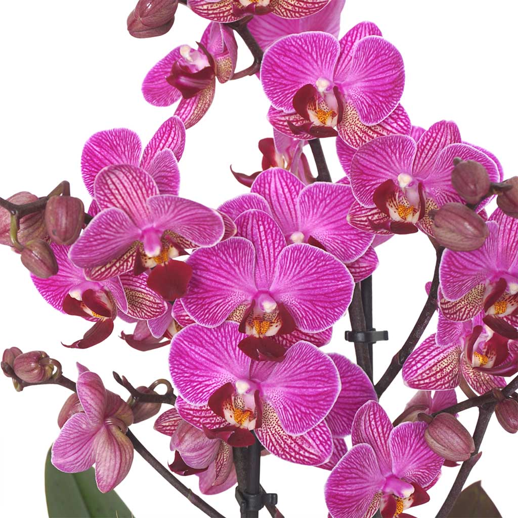 Fairytale Orchid (Tasarım Orkide Aranjmanı)
