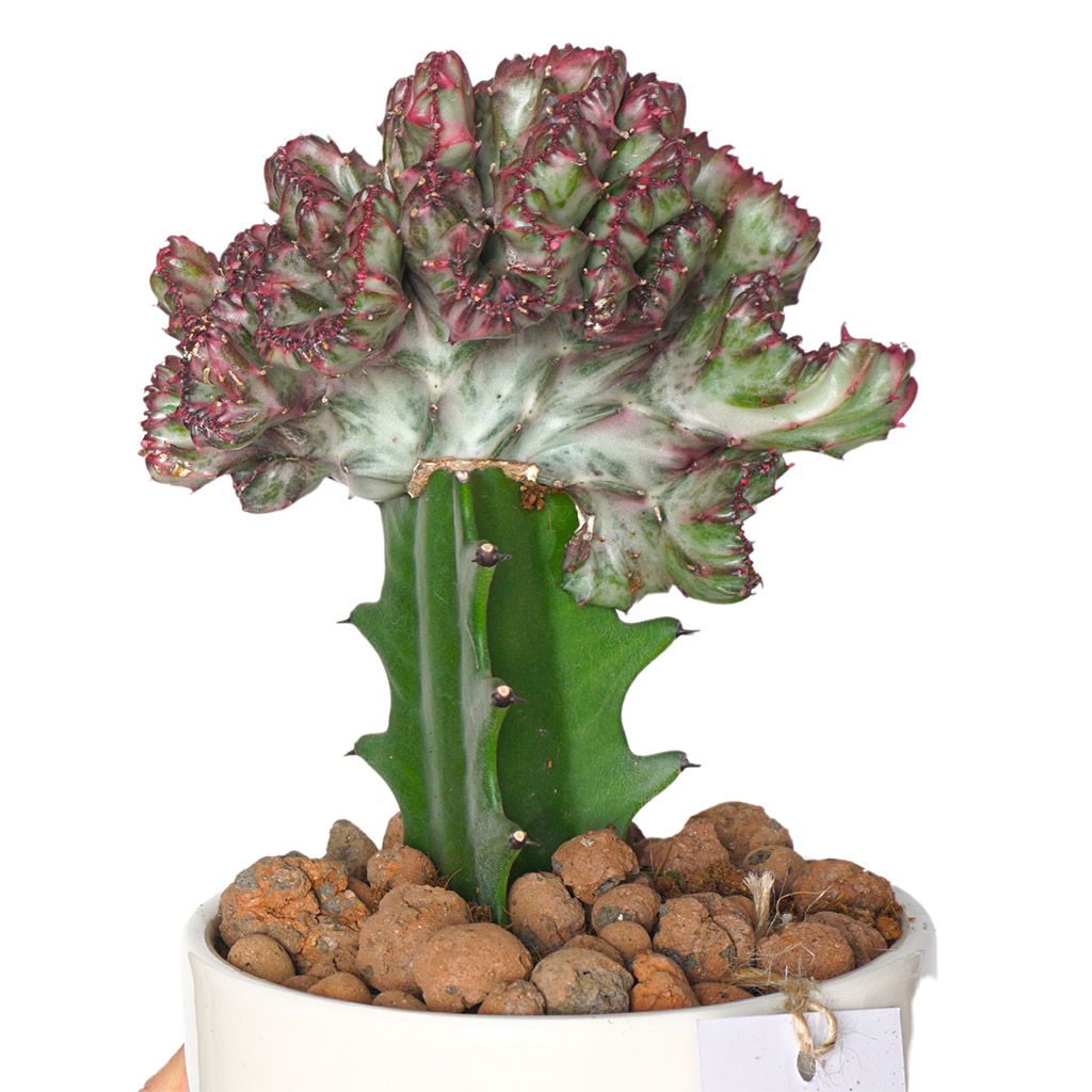 Special Cactus (Özel Tür Euphorbia)
