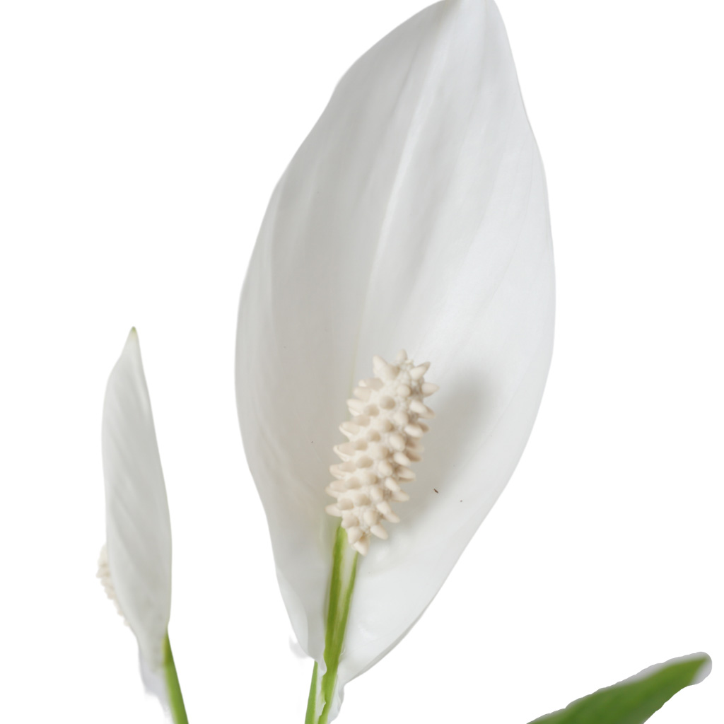 White Spathiphyllum (Sepette Barış Çiçeği)