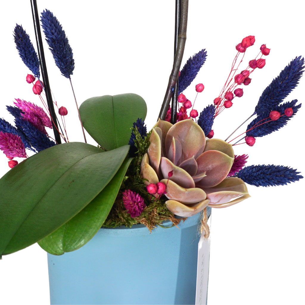 mavi saksılı orkide