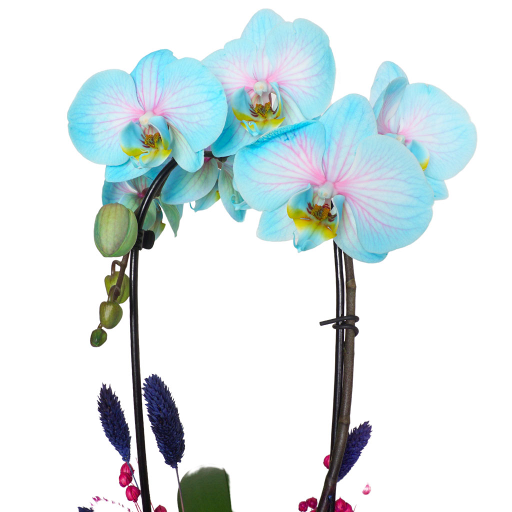mavi çember orkide kandili