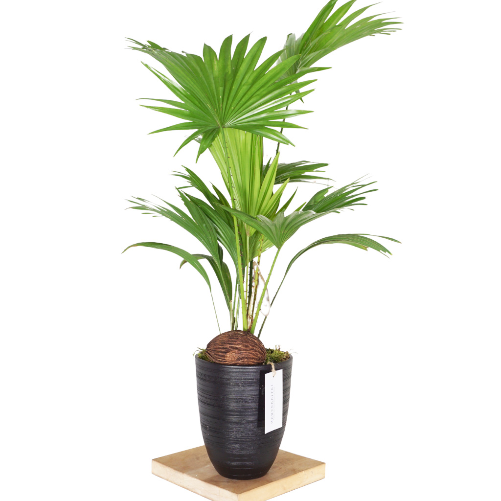 siyah saksıda cycas palmiyesi