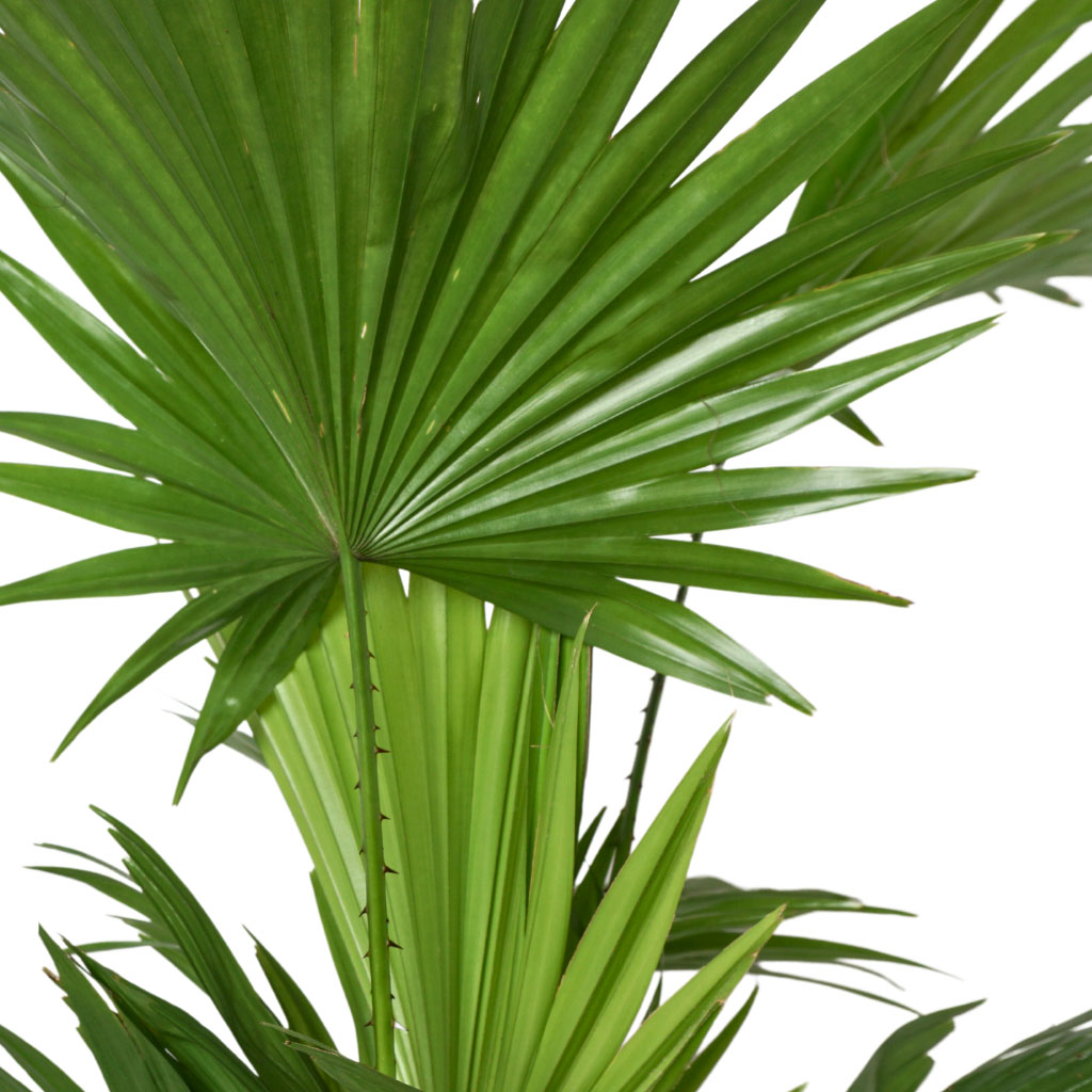 sikas palmiyesi yaprağı
