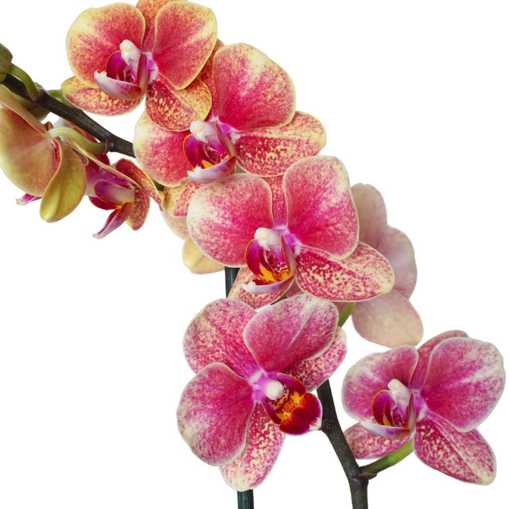 yakın çekim orkide kandili