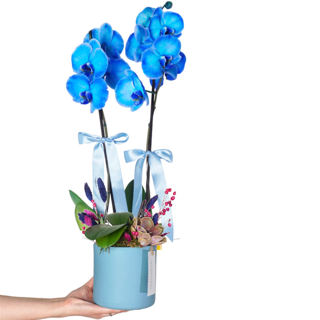Blue Wonder Orchid (Mavi Orkide)