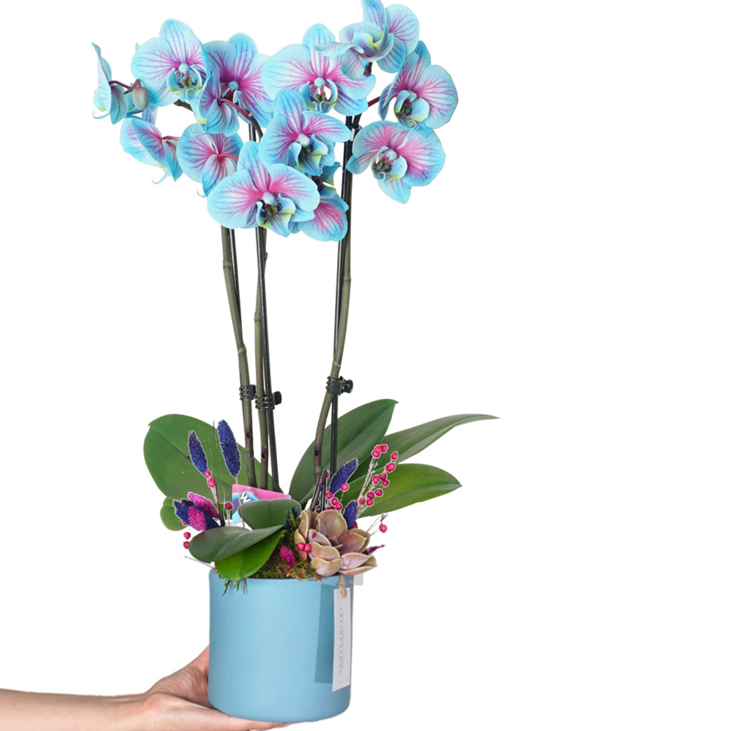 Cascade Perfect Blue Gift (Mavi Alacalı Orkide)
