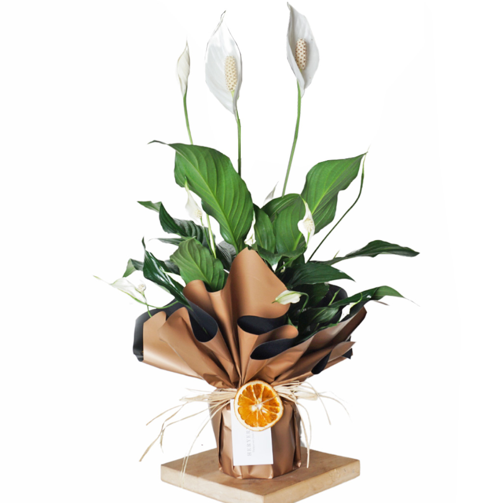 Spathiphyllum Gift (Barış Çiçeği)