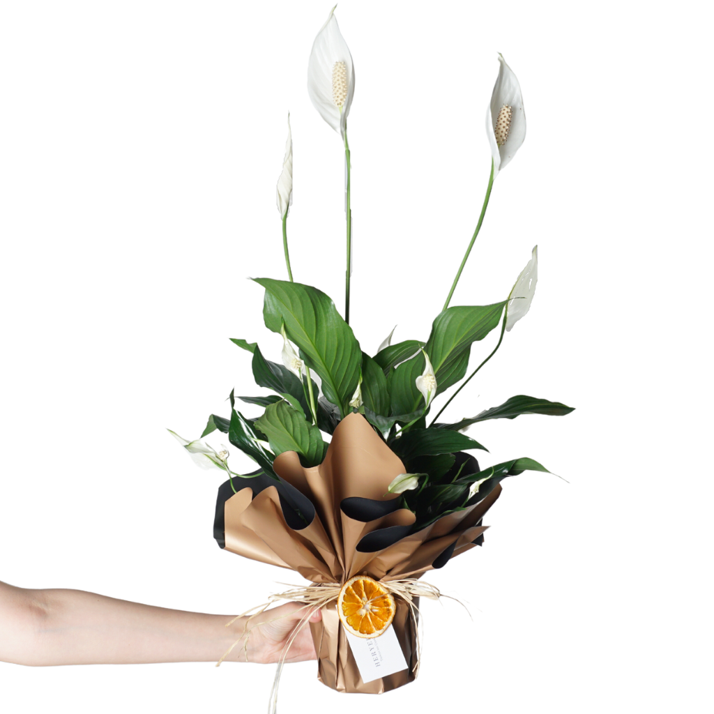 Spathiphyllum Gift (Barış Çiçeği)