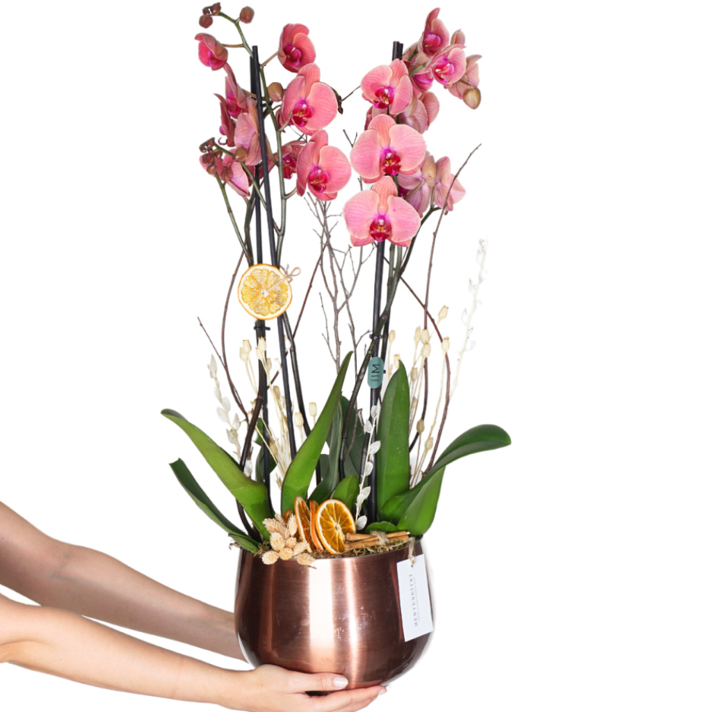 Premium 4 dallı coral orkide aranjmanı