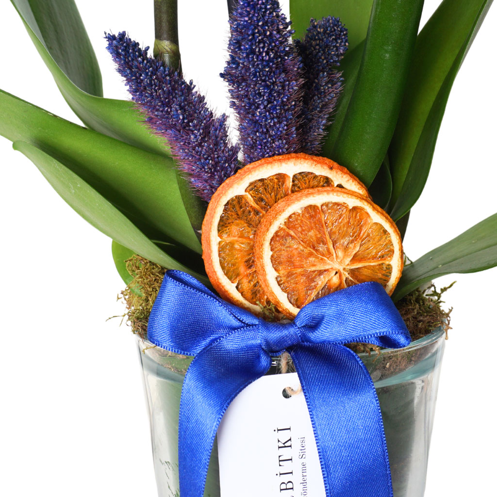 Premium Cascade Gift (Alacalı Mavi Orkide Aranjmanı)