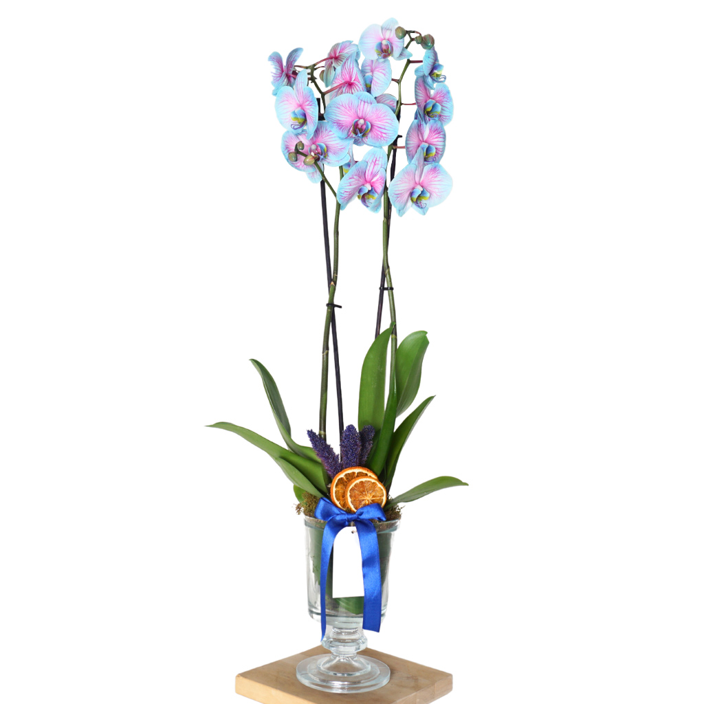 Premium Cascade Gift (Alacalı Mavi Orkide Aranjmanı)
