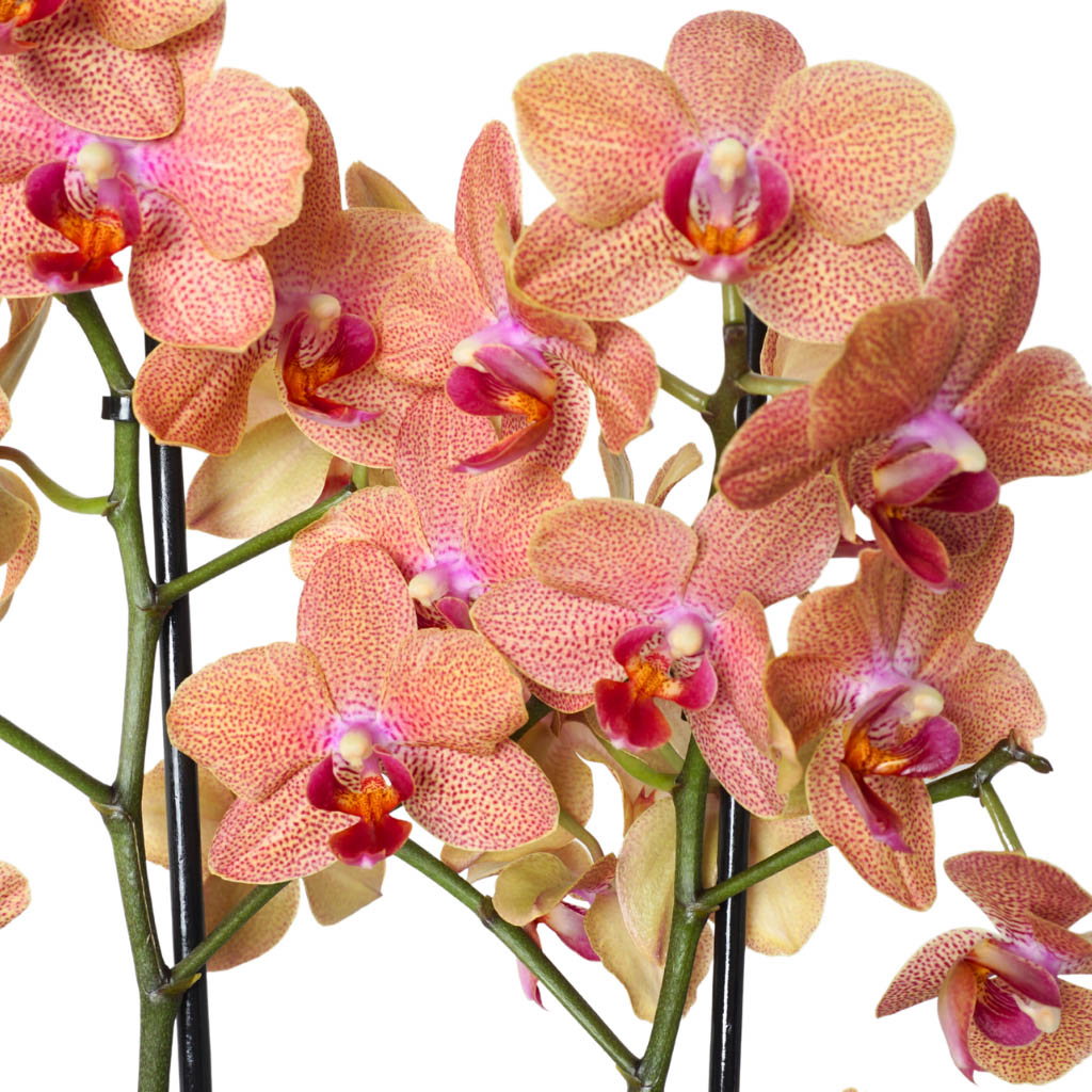 Premium Bloom Orchids (Vazoda Coral Orkide Aranjmanı)