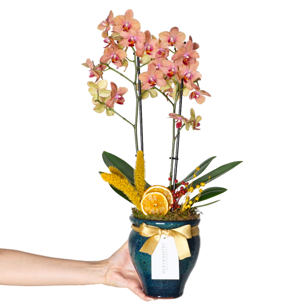Premium Bloom Orchids (Vazoda Coral Orkide Aranjmanı)