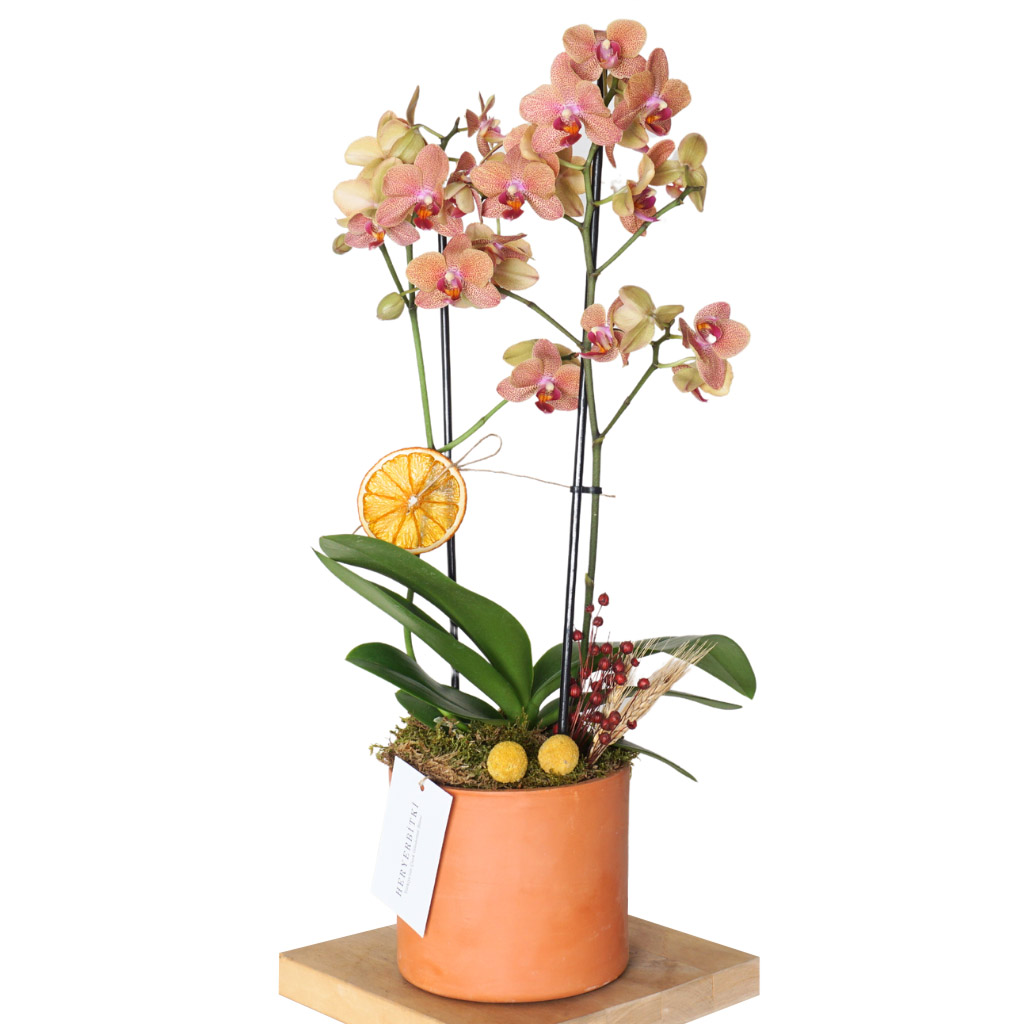 Bloom Orchids (Coral Orkide Aranjmanı)