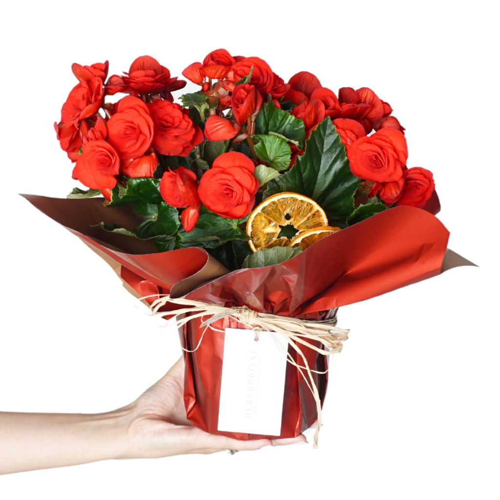 Red Begonia Gift (Kırmızı Begonya)