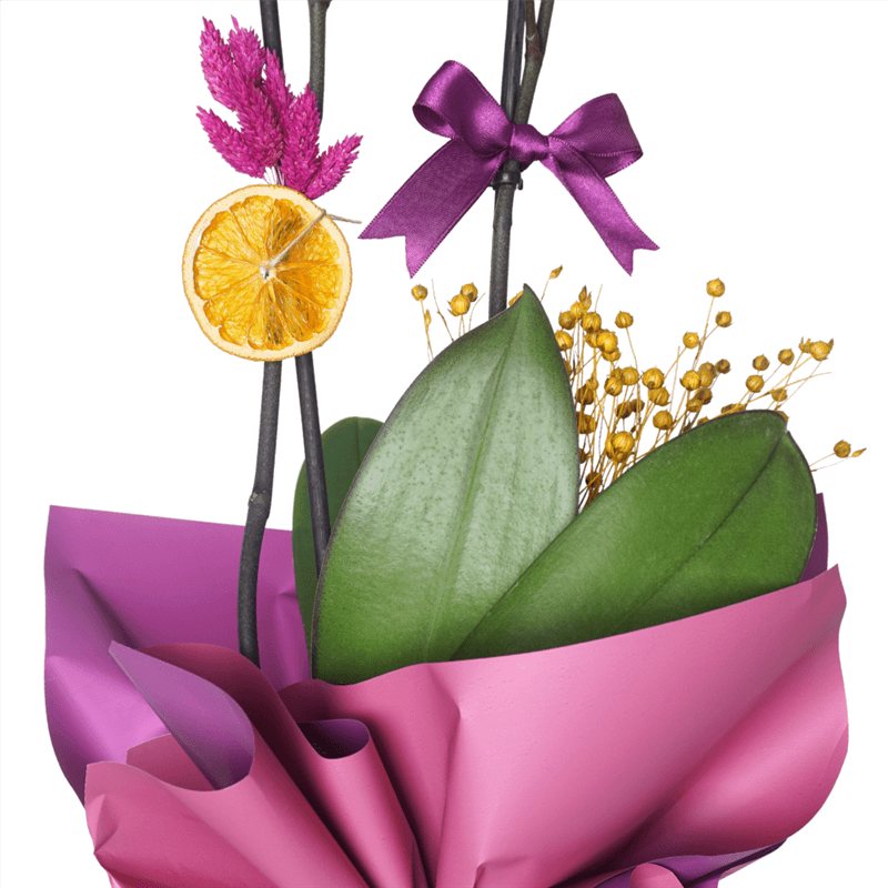Magenta Orchid (Ateş Orkide Aranjmanı)