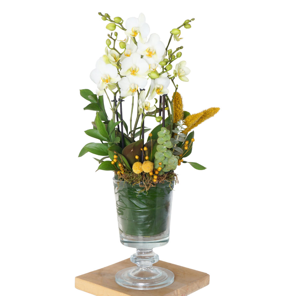Premium Bouquetto (Cam Vazoda 5 Dallı Beyaz Orkide)
