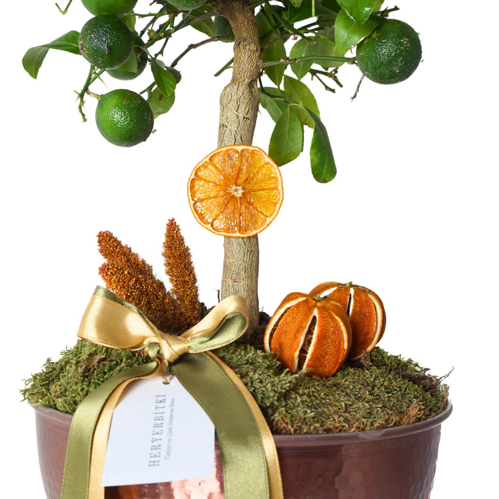 Big Citrus Celebration Gift (Bakır Vazoda Meyveli Mandalin Ağacı)