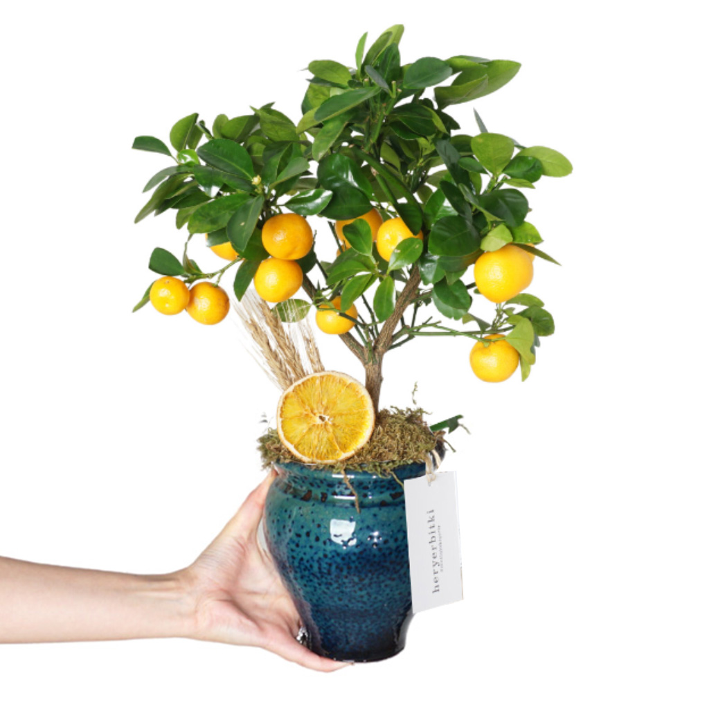 Citrus Gift (Seramik Saksıda Meyveli Portakal Ağacı)