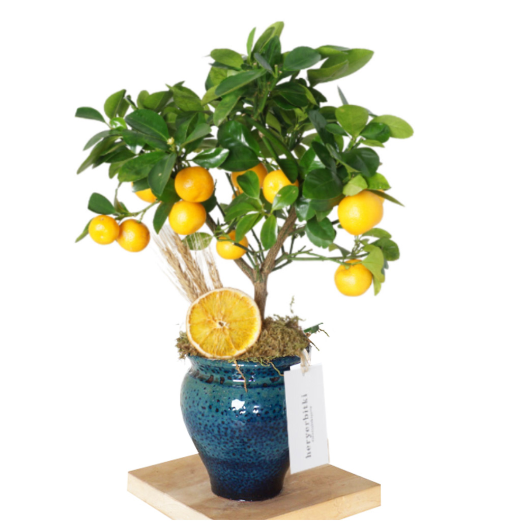 Citrus Gift (Seramik Saksıda Meyveli Portakal Ağacı)